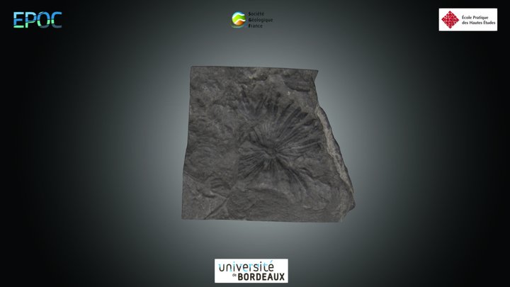 Equisetopsida 3D models - Sketchfab