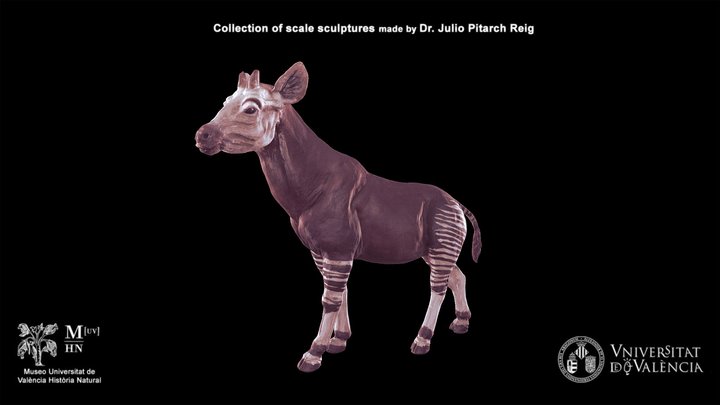 Okapi 3D models - Sketchfab