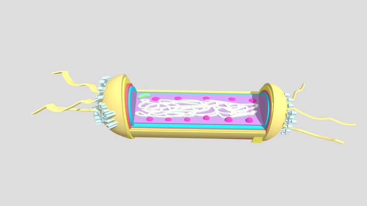 MICROUGHS_EscherichiaColi_JR_NZ_CF_NQ1 3D Model
