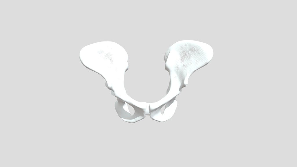 Ardipithecus ramidus Pelvis 3D printable
