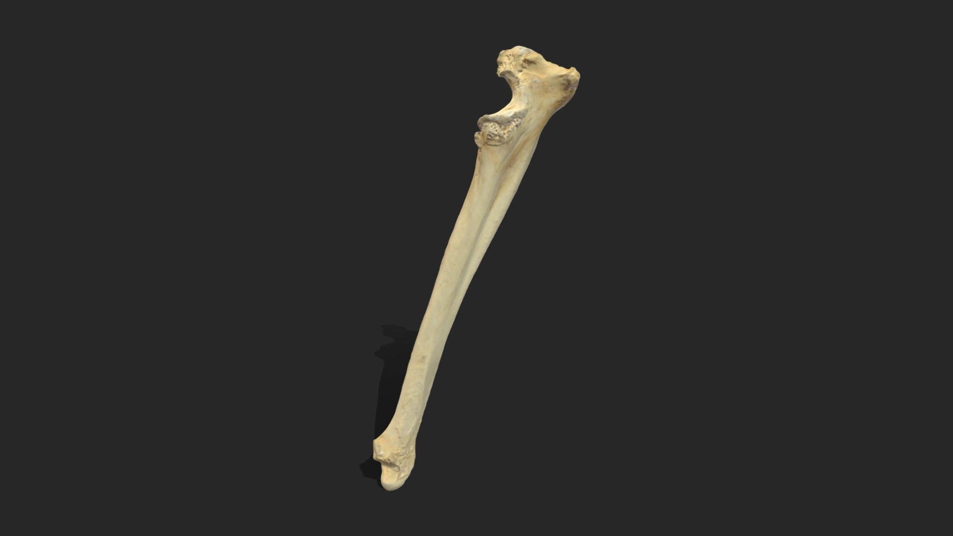 Ulna (Possibly Cancerous) - 3D model by MSP-Paleo [26a9a8d] - Sketchfab