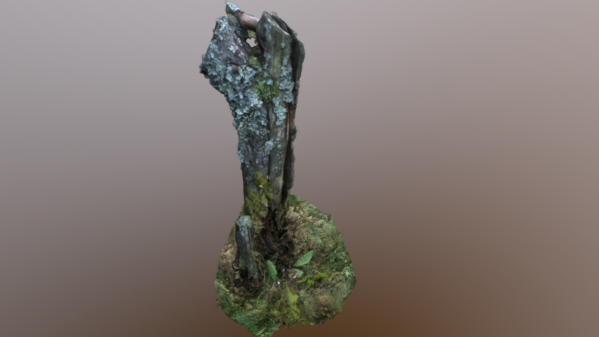 Plum stump high poly