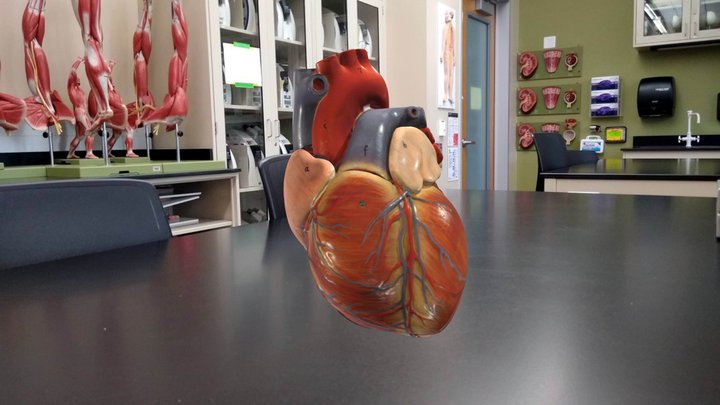 Heart - superficial anatomy 3D Model