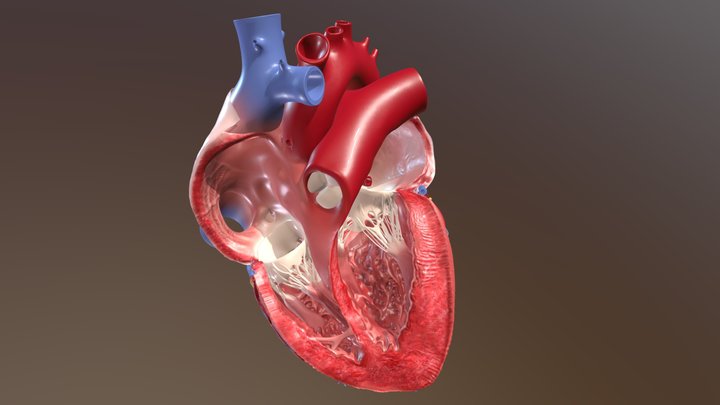 Human Heart (Interior View) 3D Model