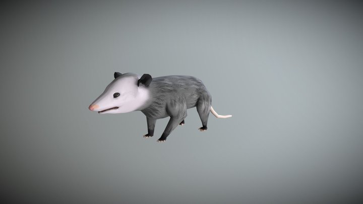 Oposum 3D Model