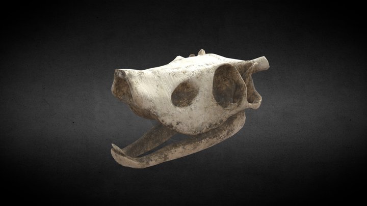 PaintedSkull 3D Model