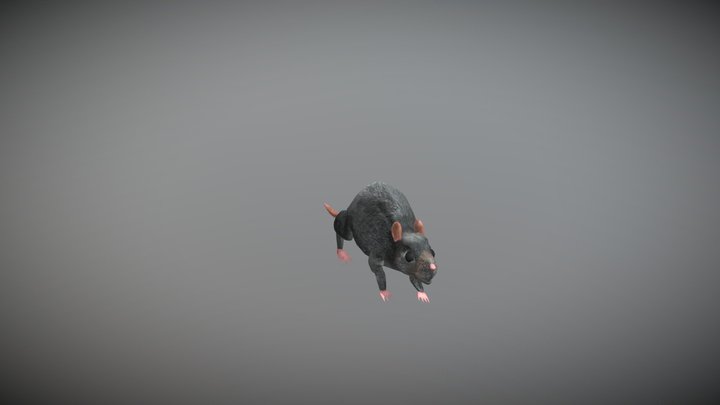 Normal Rat 3D Model