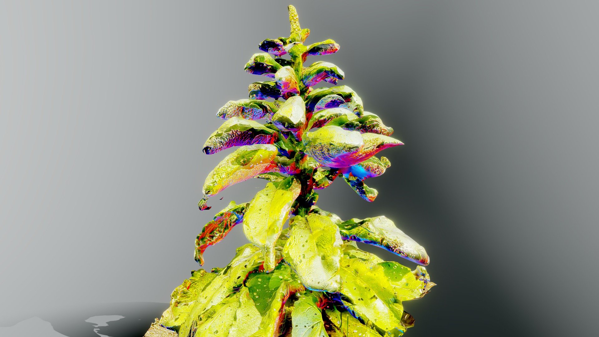 XR Böhmsdorf - Mullein