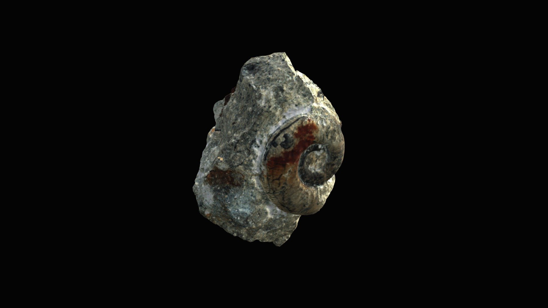 Choffatia poculum