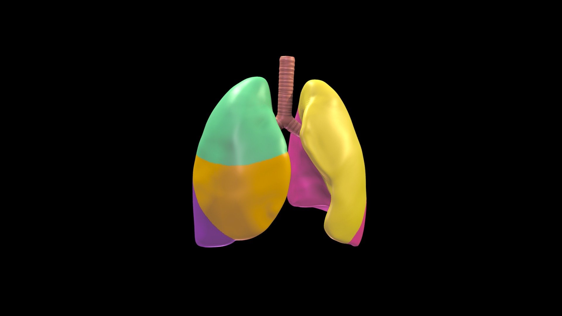 Lungs w/ colored lobes - 3D model by ISMMS_students [26b1fdc] - Sketchfab