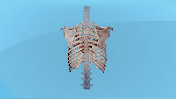 Heart inside ribcage 3D Model