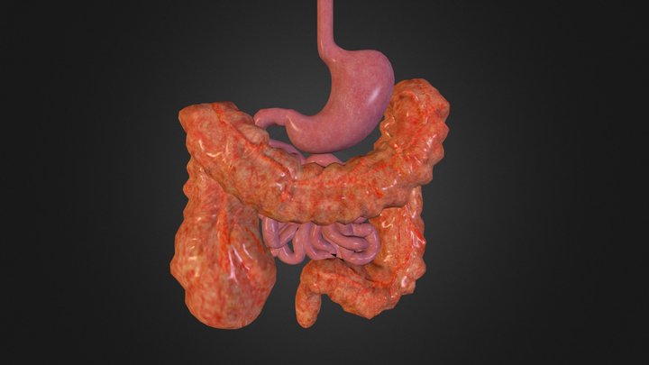 Sistema Digestivo 3D Model