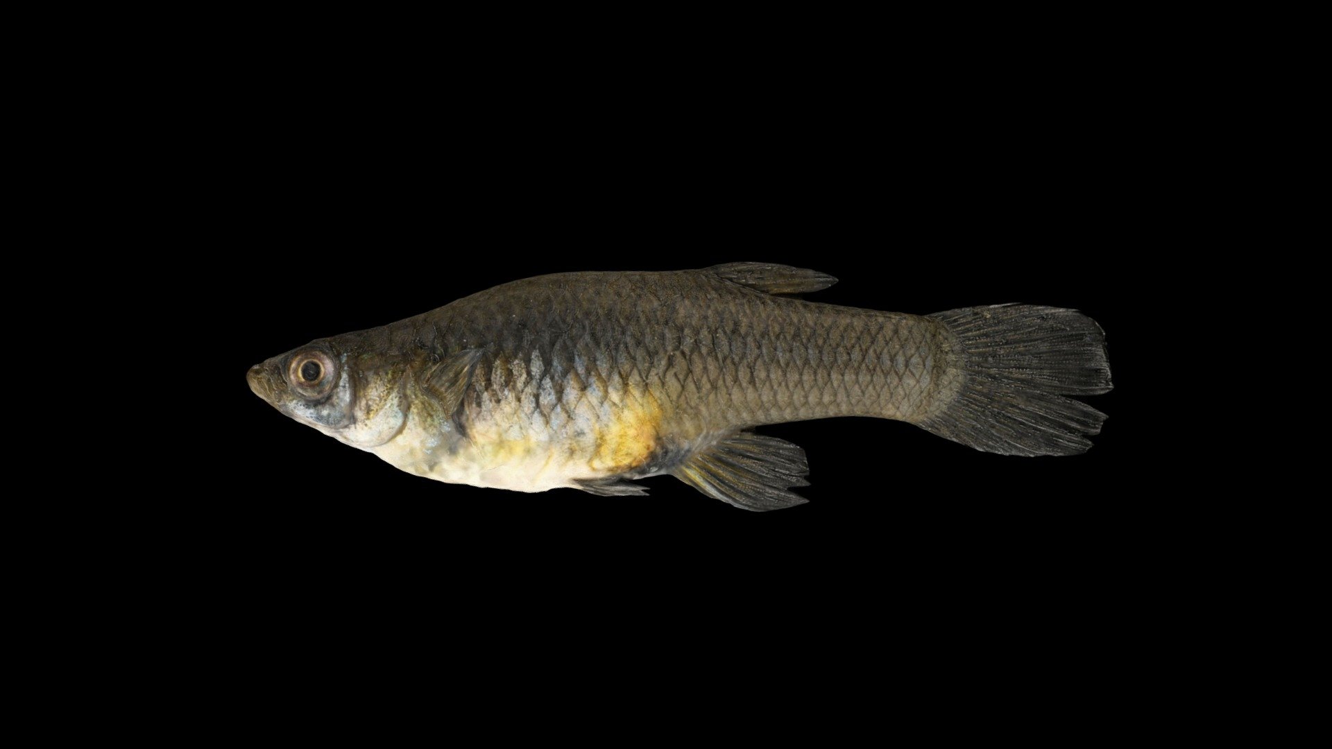 カダヤシ 🐟 ♀ Mosquitofish, Gambusia affinis - Download Free 3D model by ...