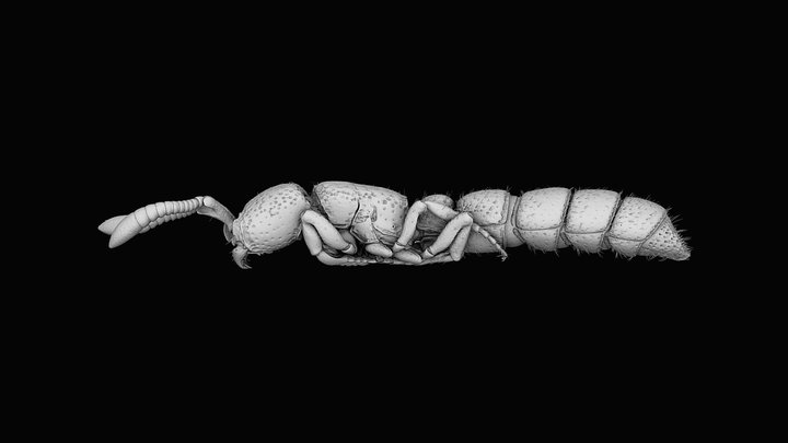 Sphinctomyrmex stali 3D Model