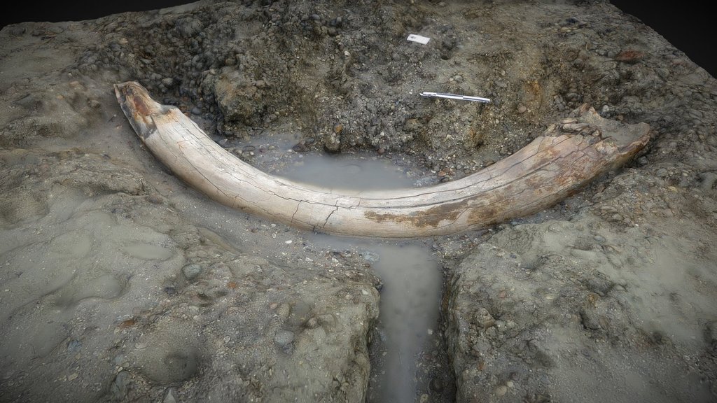 Mammoth tusk