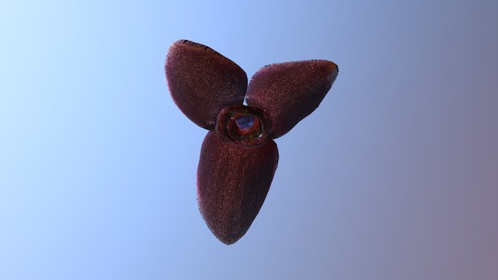 Orchid Collage 24 3D Model