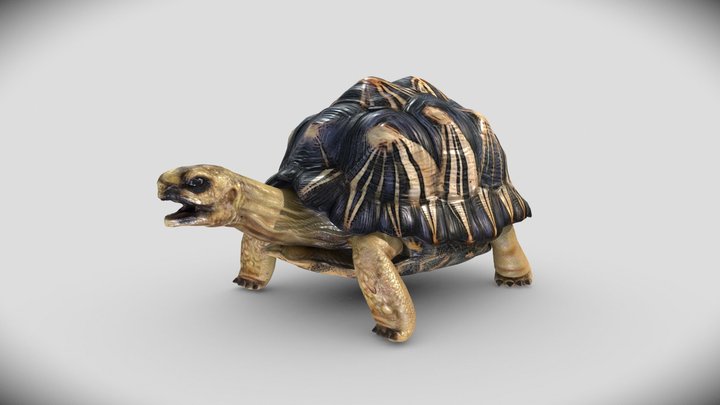 Radiated Tortoise 3D Model