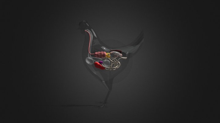 Feed Test 3D Model