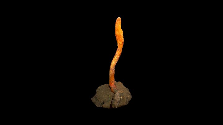 Cordyceps militaris 3D Model