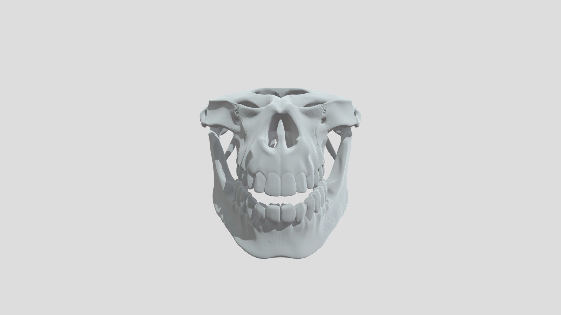 high detailed human jawline - 3D model by baristopal [26c08f5] - Sketchfab