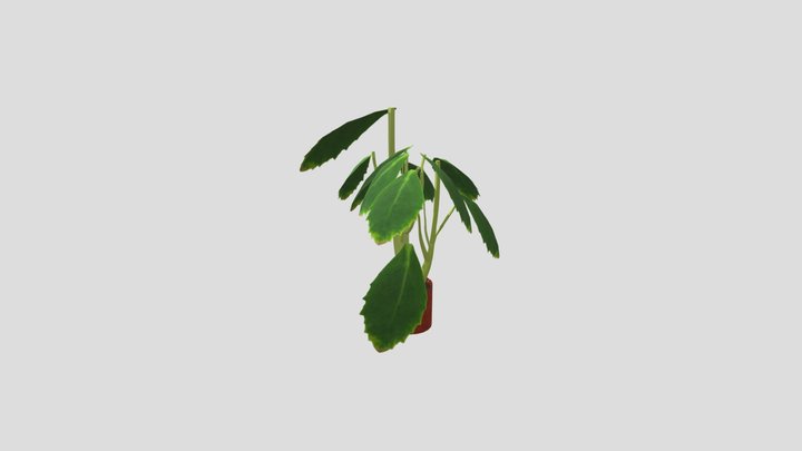 wk8_plant_haichao 3D Model