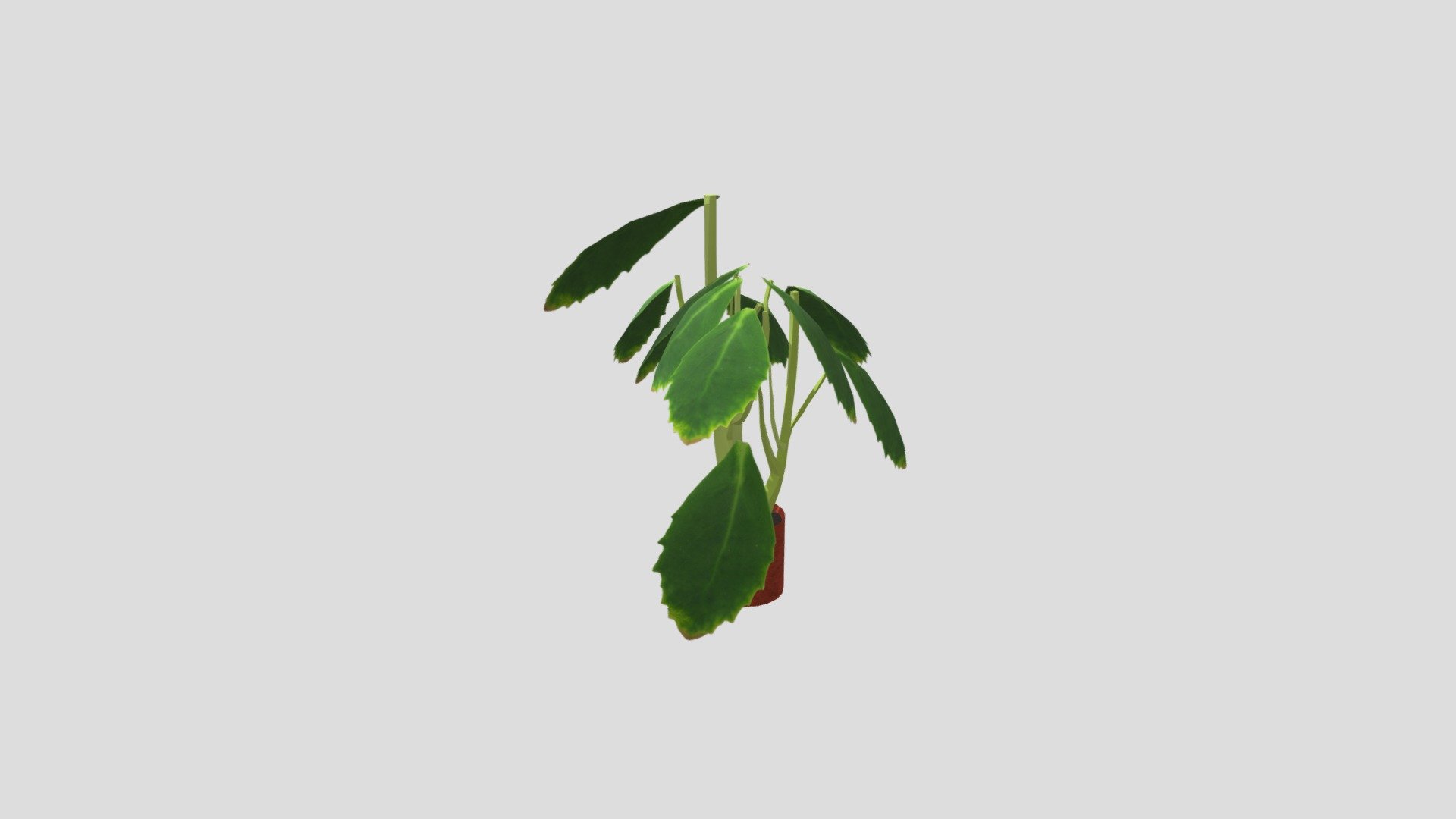 wk8_plant_haichao