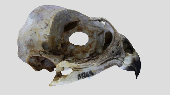UWYMV:Bird:5863, Accipiter striatus velox, Skull – Gratis 3D-model STL