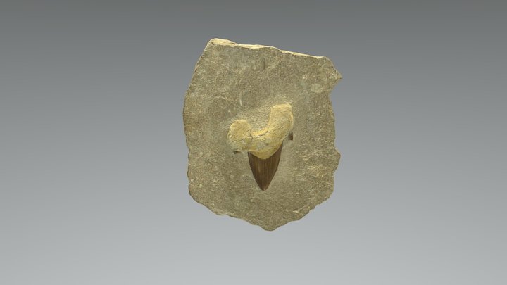 Fossil Shark Tooth 3D Model