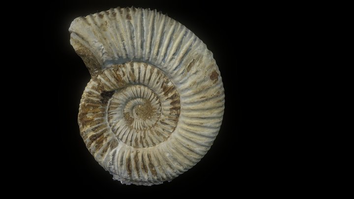 Ammonite from Madagascar 3D Model