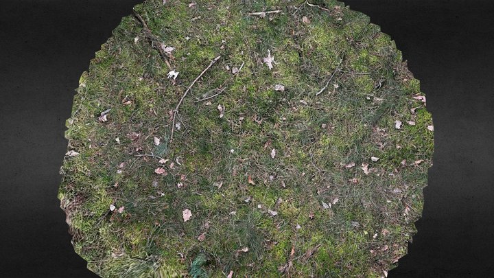 Ground in the forest 3D Model