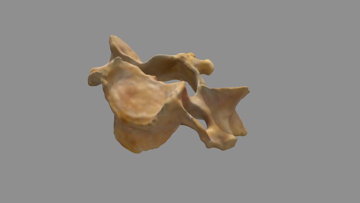 Cervical vertebra (Toucan + Turntable) 3D Model