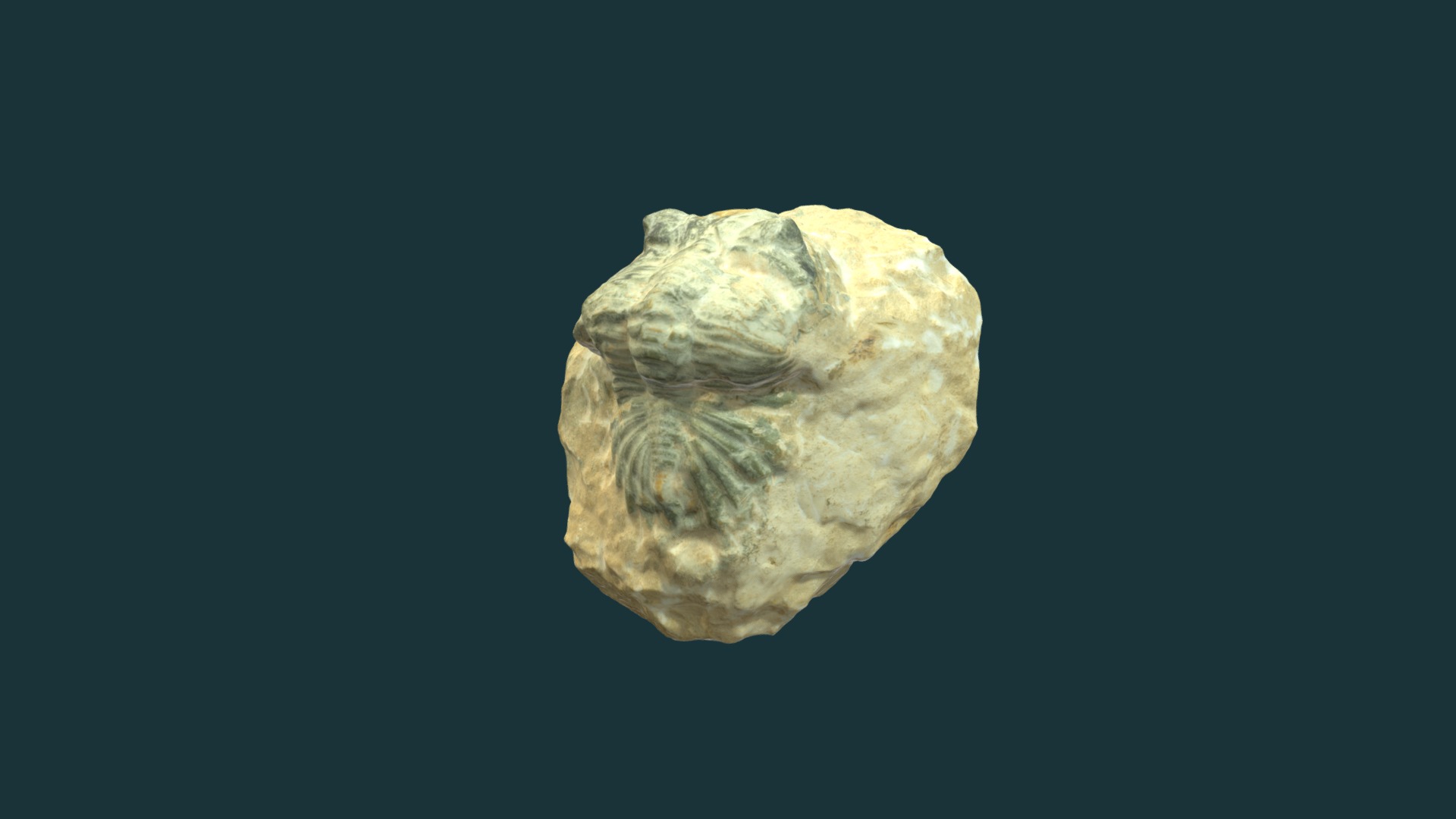 3D model Coltraneia sp. - This is a 3D model of the Coltraneia sp.. The 3D model is about a rock with a dark background.