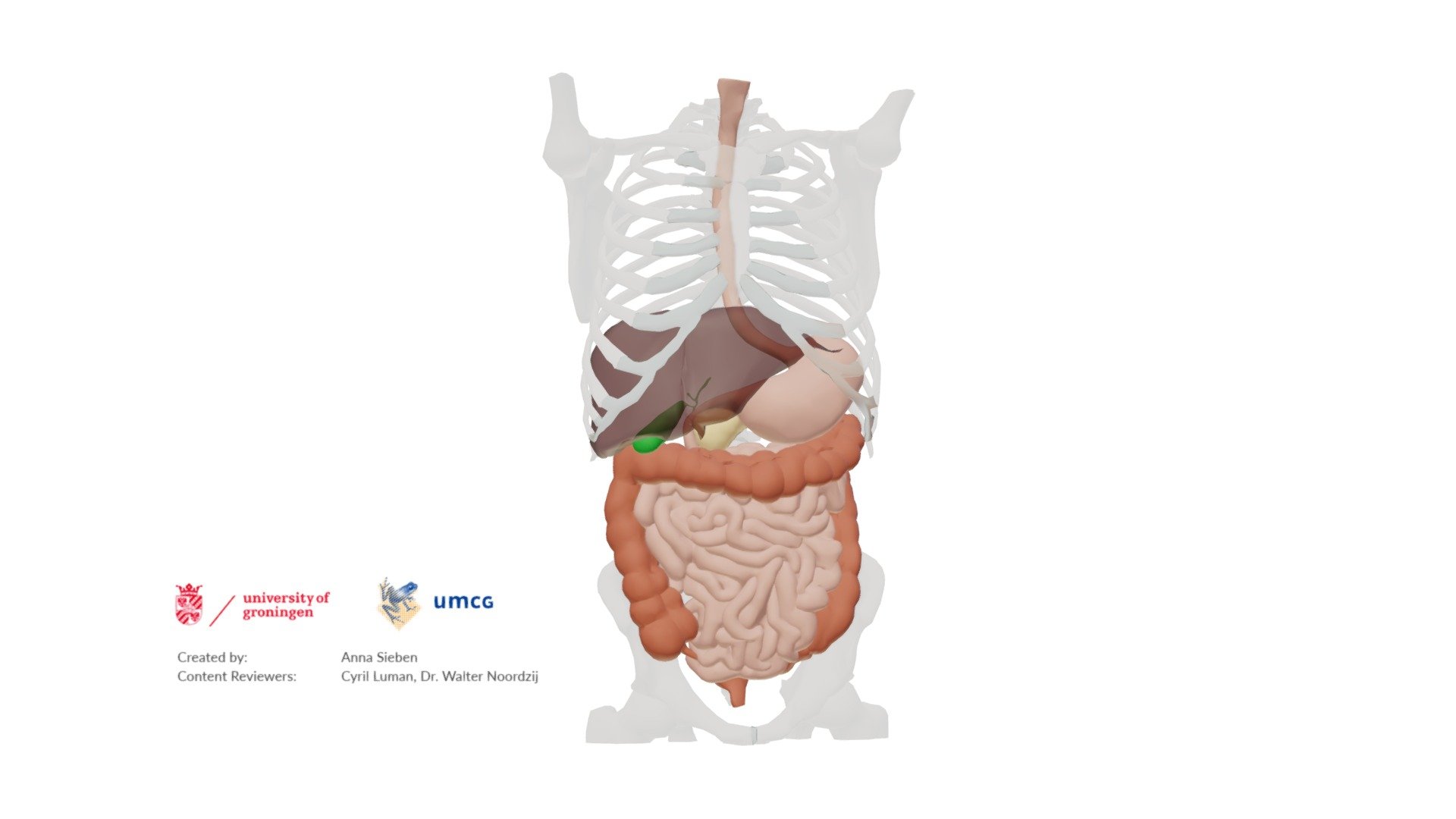 Gastrointestinal tract Download Free 3D model by Elearning UMCG