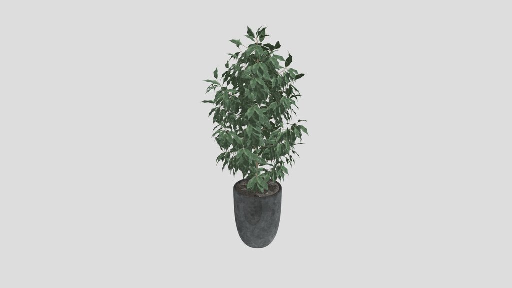 Ficus Indoor Tree
