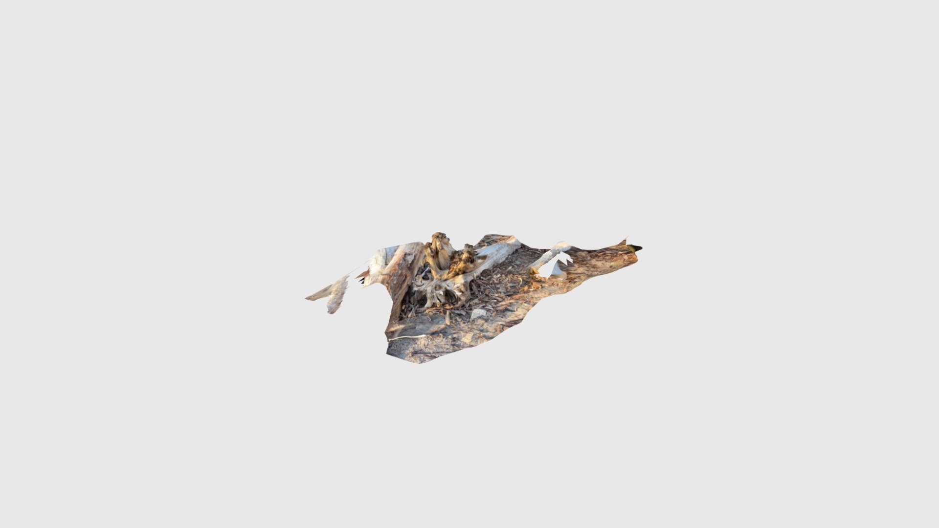 Driftwood 1b