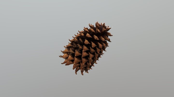Pinecone V2 3D Model