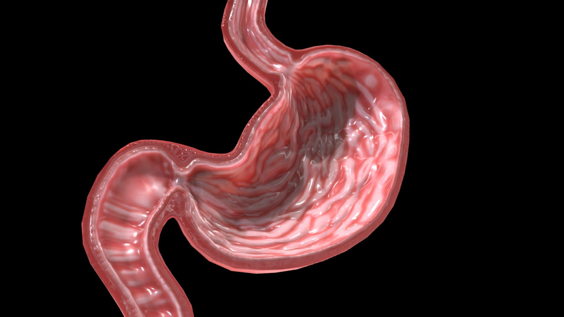 Stomach Cross Sectional Anatomy - Buy Royalty Free 3D model by