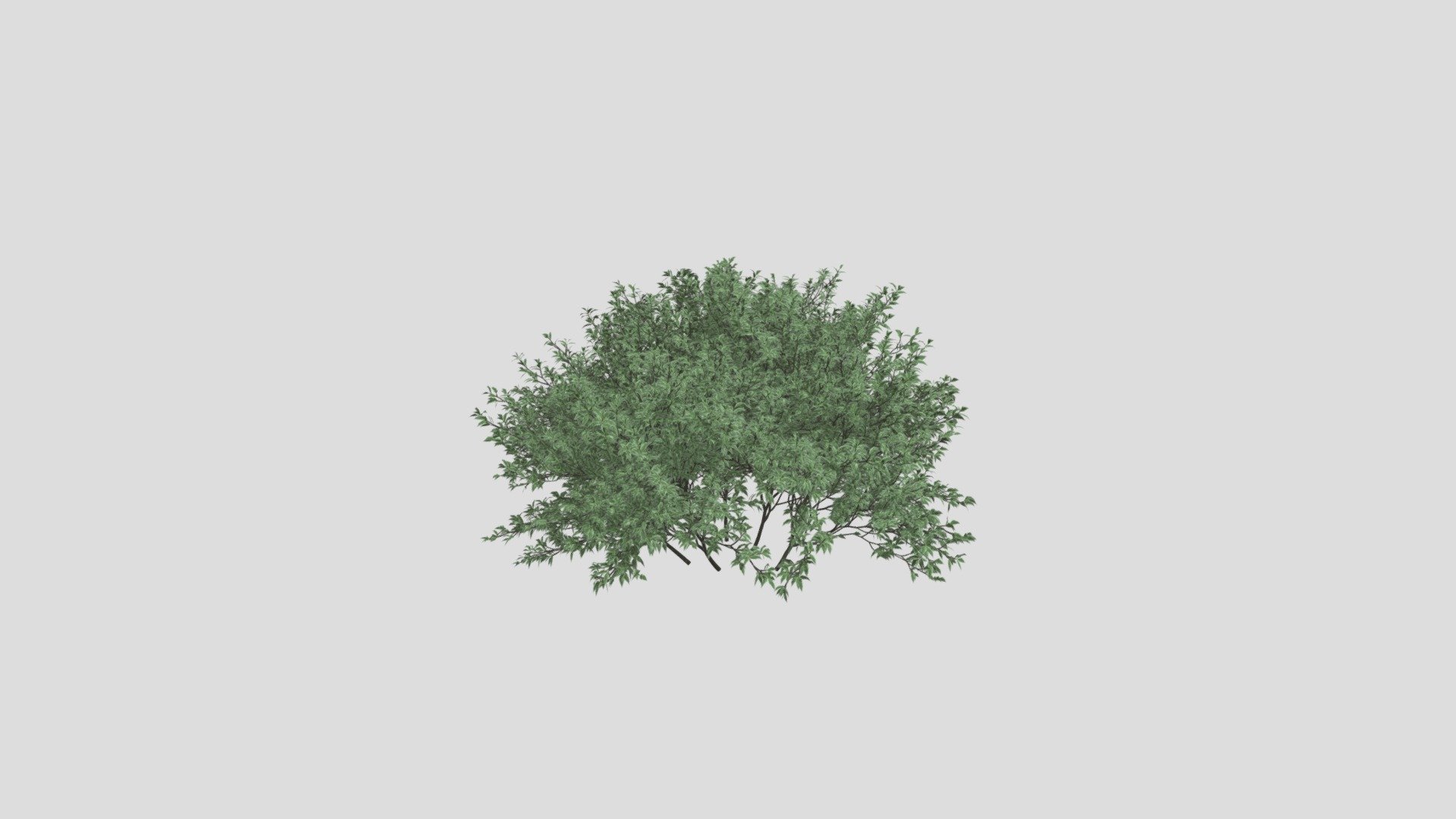 Plant 39 AM204 Archmodel - Buy Royalty Free 3D model by Evermotion ...