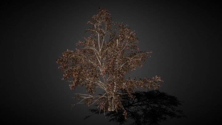 Big Tree 06 3D Model