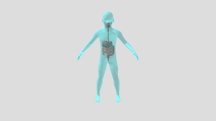 sistema digestivo 3D Model