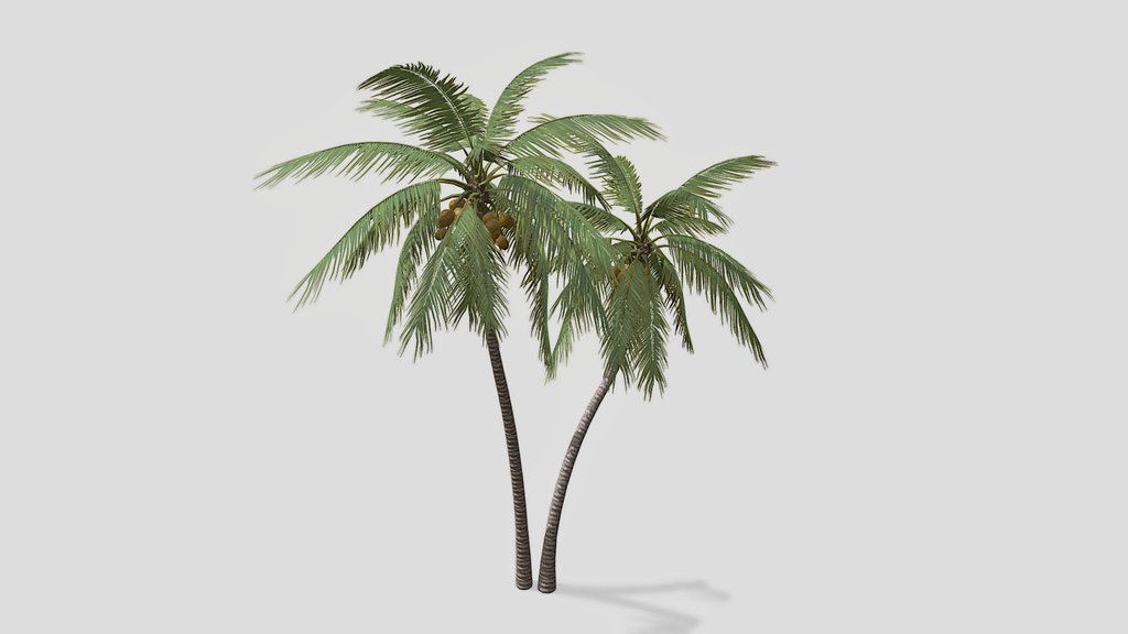 Coconut Palm