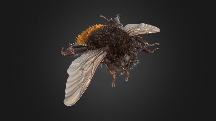 Bombus_alpinus 3D Model