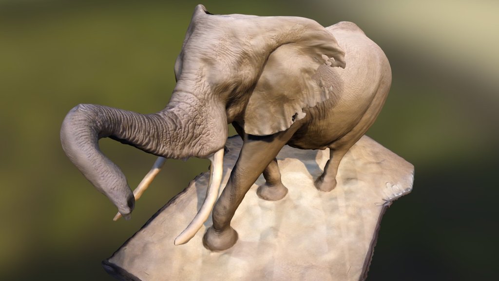 Elephant in the Rotunda