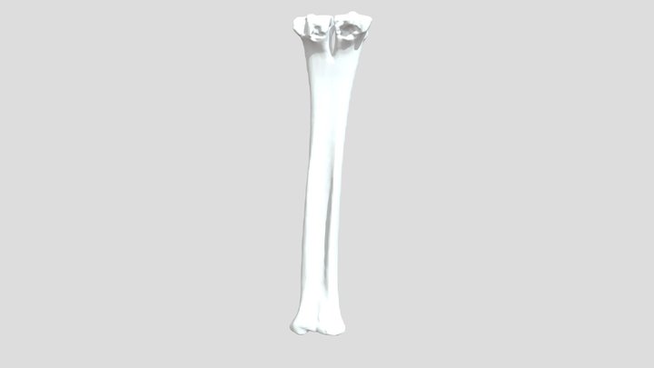Alpaca Left Metacarpal - Cannon 3D Model
