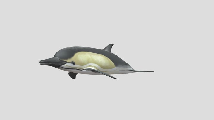 Common Dolphin