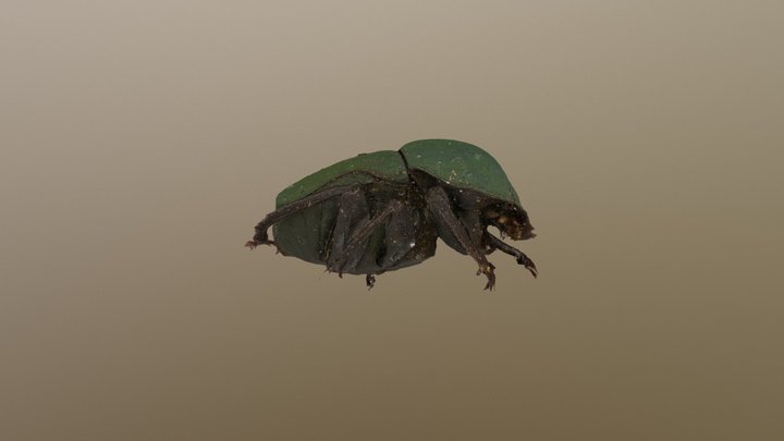 甲虫 3D Model