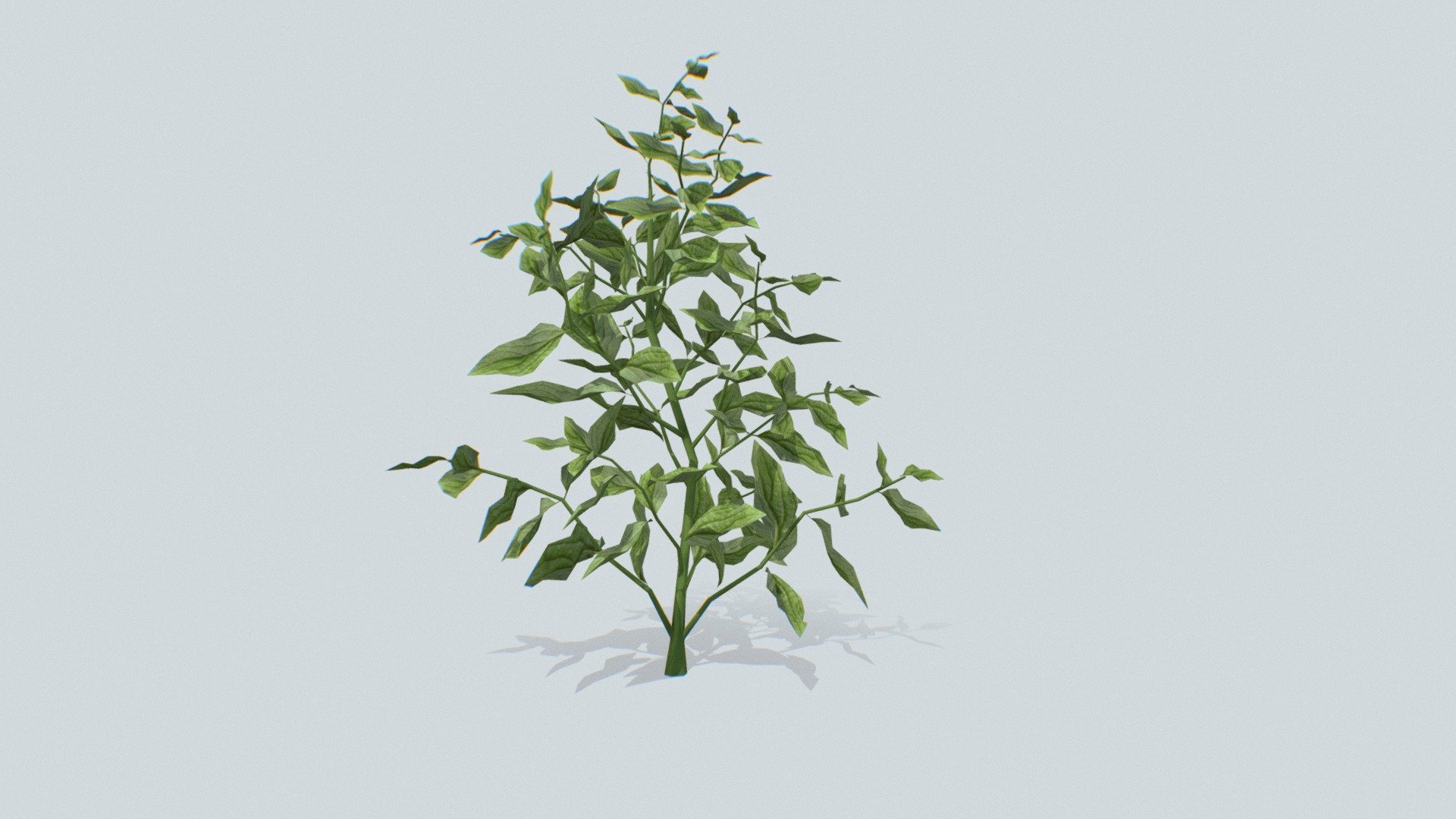 Cucumber Grass