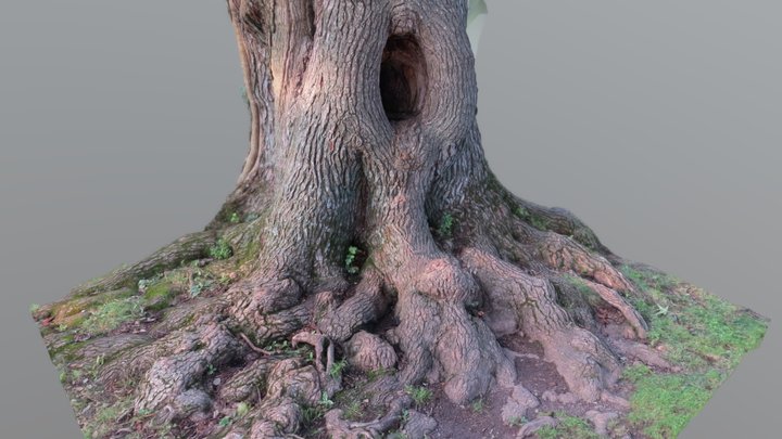 Gettysburg Tree 3D Model