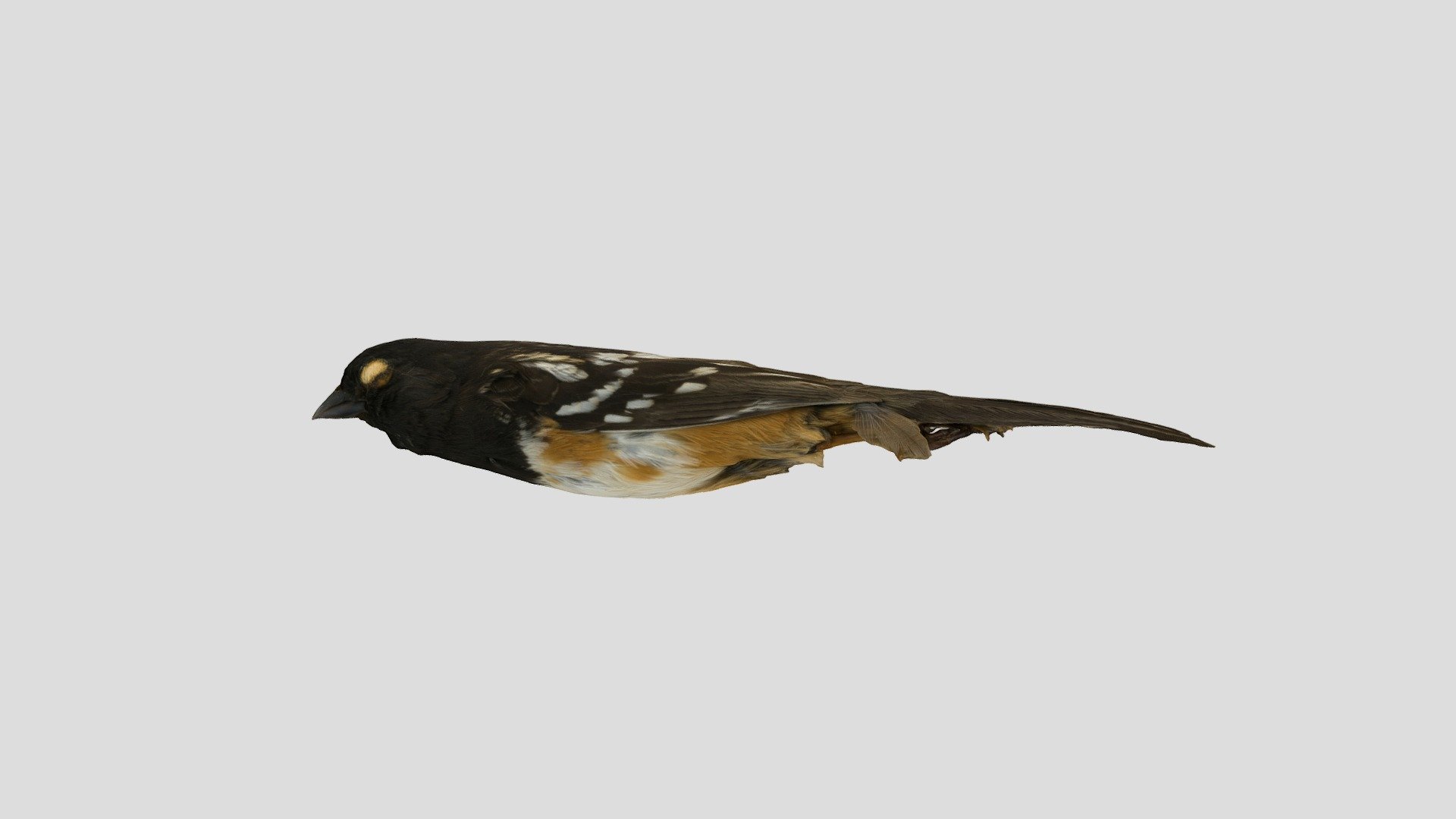 pipilio erythrophthalmus 32392