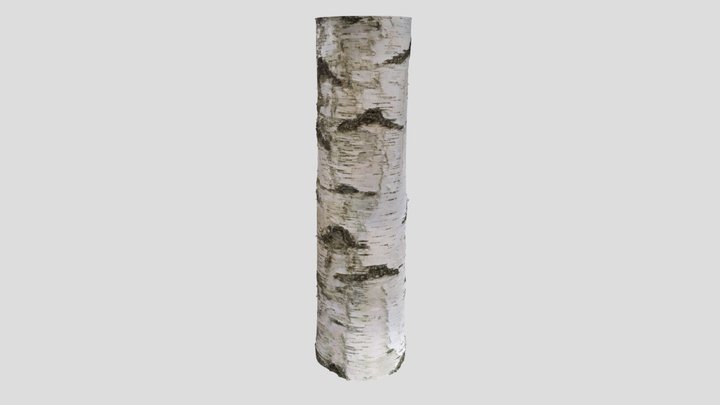 Nordic Birch bark reference 3D Model
